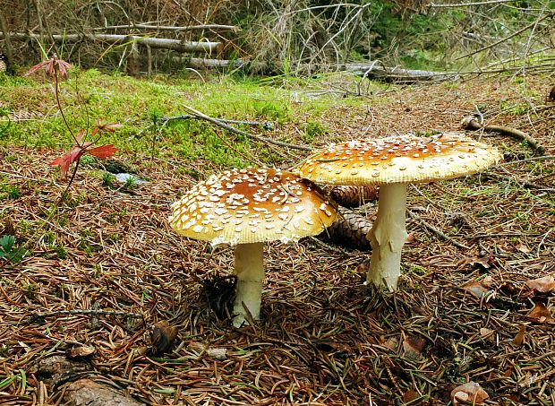 muchotrávka kráľovská Amanita regalis (Fr.) Michael