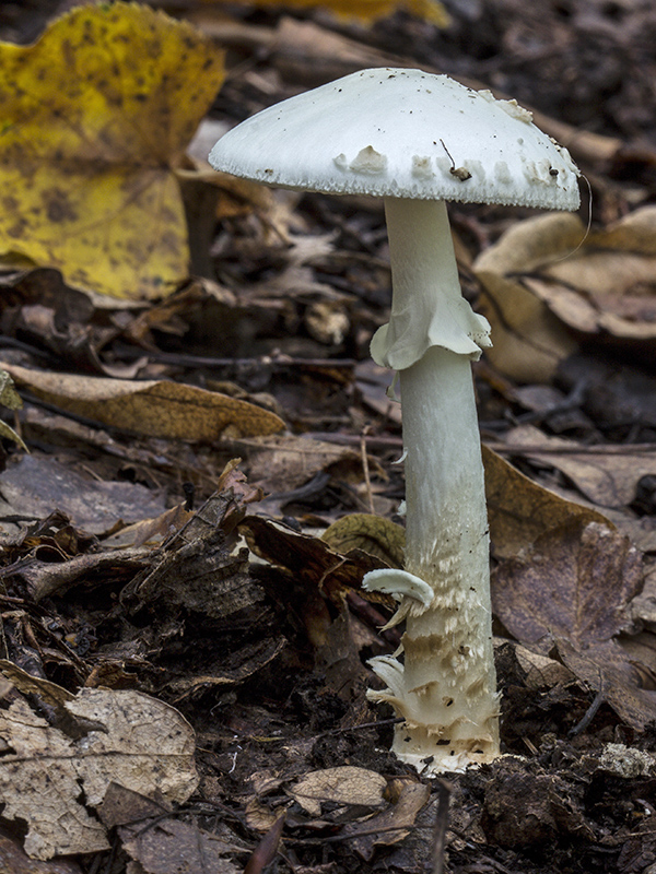 muchotrávka Amanita sp.