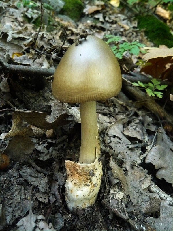 muchotrávka pošvatá Amanita vaginata (Bull.) Lam.