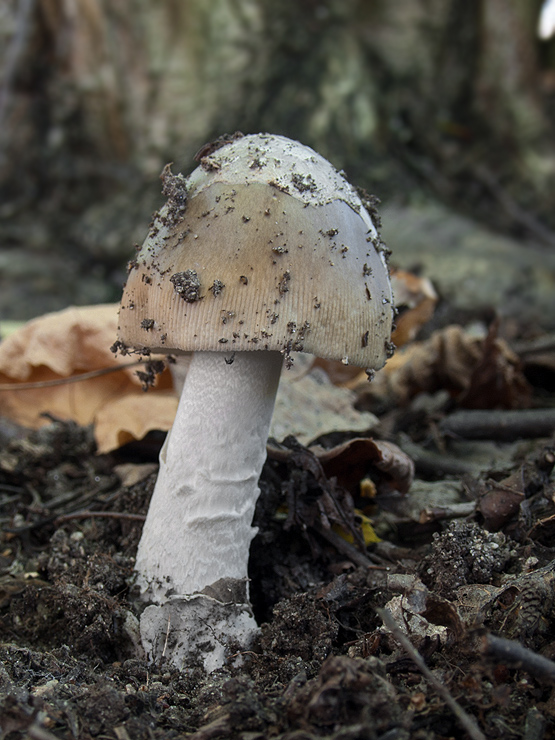 muchotrávka pošvatá Amanita vaginata (Bull.) Lam.