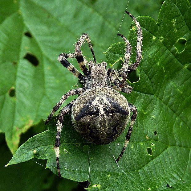 križiak  Araneus angulatus