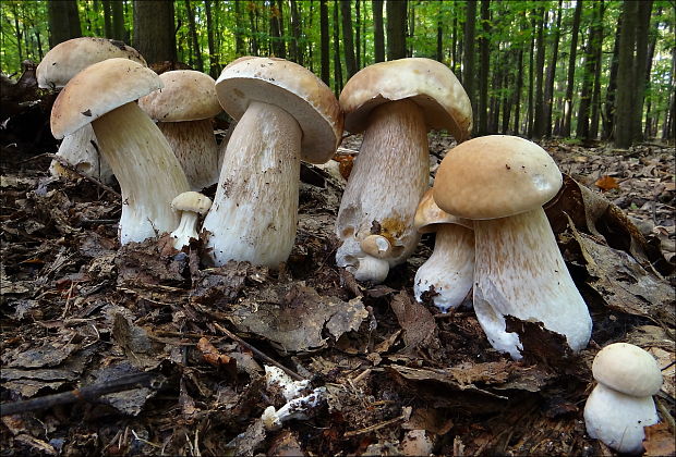 hríb smrekový Boletus edulis Bull.