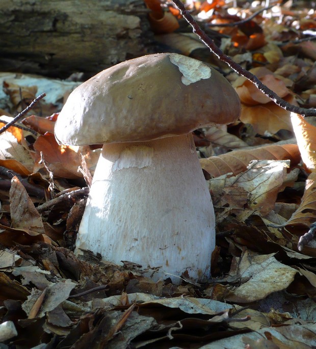 hríb smrekový Boletus edulis Bull.