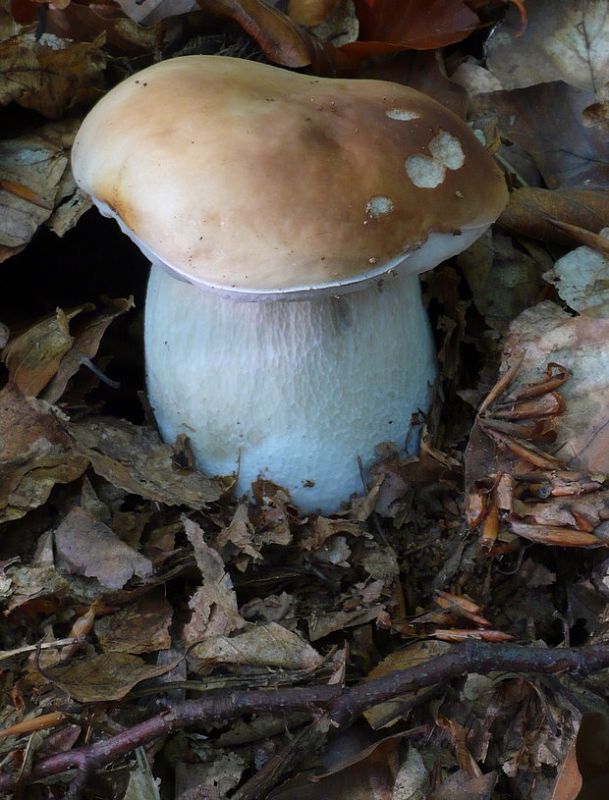 hríb smrekový Boletus edulis Bull.