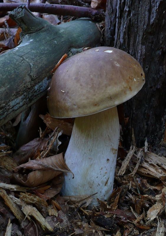 hríb smrekový Boletus edulis Bull.