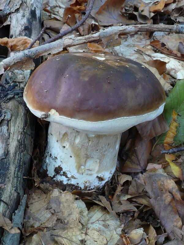 hríb smrekový Boletus edulis Bull.