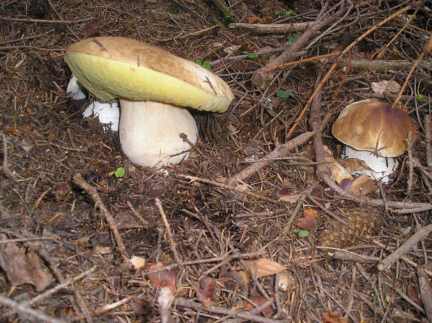 hríb smrekový Boletus edulis Bull.