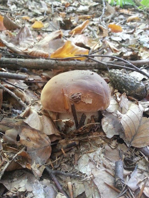 hríb smrekový Boletus edulis Bull.