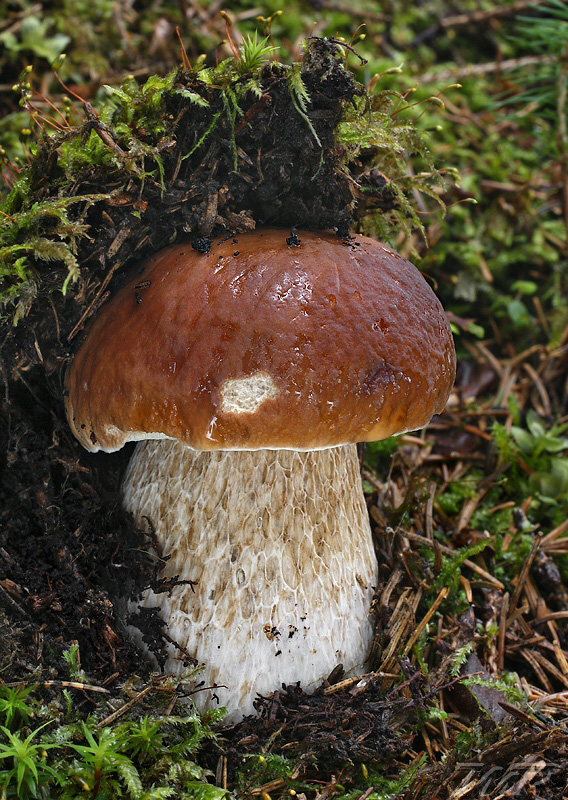 hríb smrekový Boletus edulis Bull.