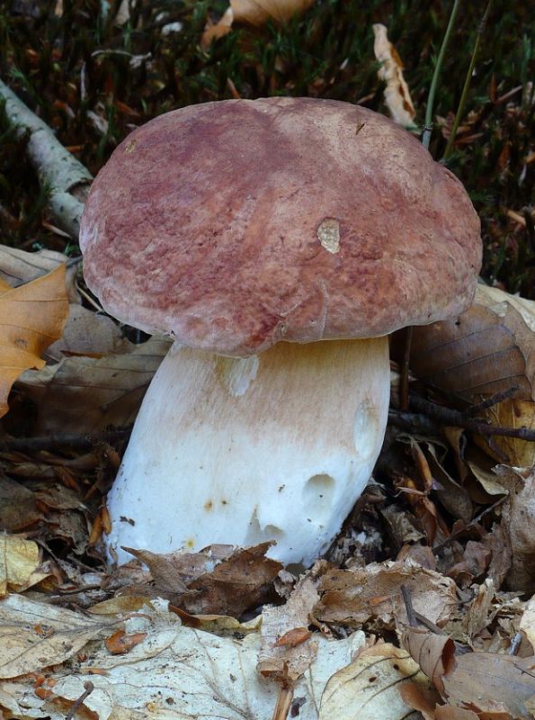 hríb sosnový Boletus pinophilus Pil. et Dermek in Pil.