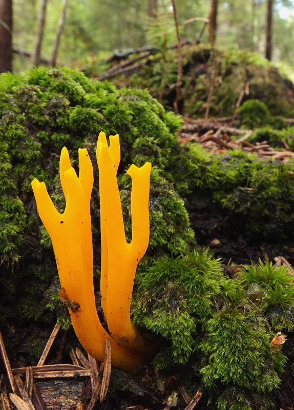 parôžkovec lepkavý Calocera viscosa (Pers.) Fr.