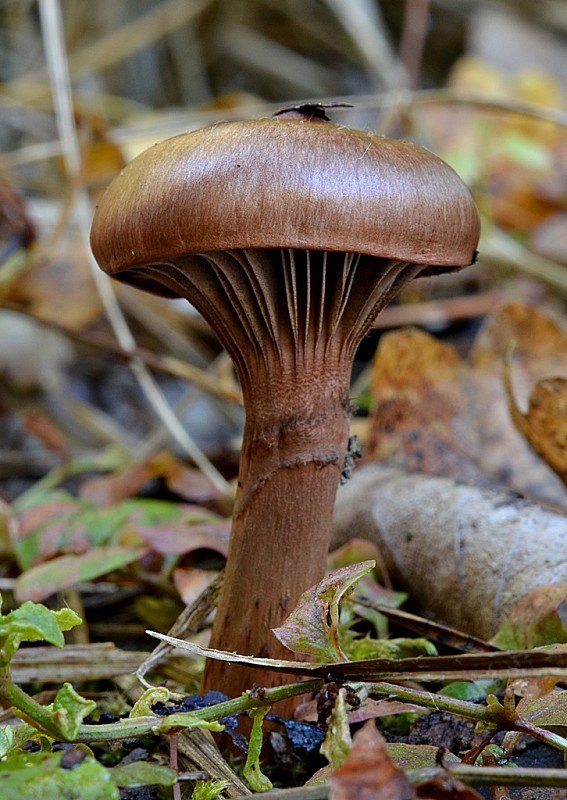 sliziak lepkavý Chroogomphus rutilus (Schaeff.) O.K. Mill.