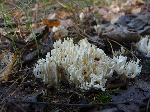 konárovka hrebenitá Clavulina coralloides (L.) J. Schröt.