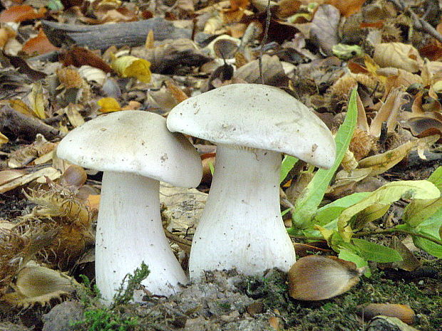 strmuľka inovaťová Clitocybe nebularis (Batsch) P. Kumm.