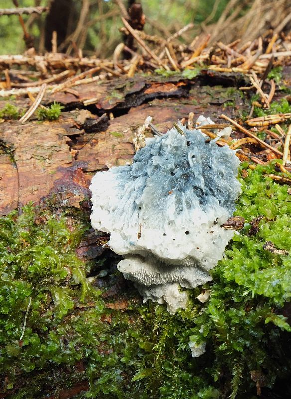 šťavnatec modrastý Cyanosporus caesius (Schrad.) McGinty