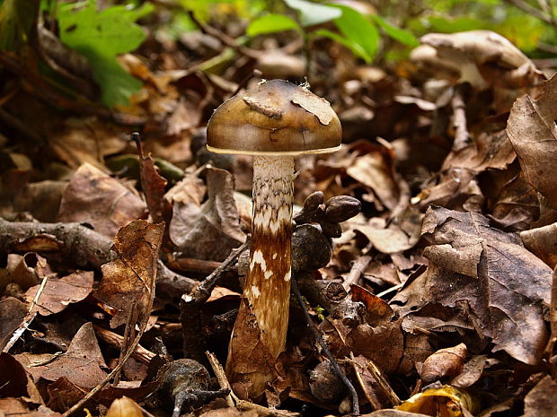 šťavnačka Persoonova  Hygrophorus persoonii  Arnolds