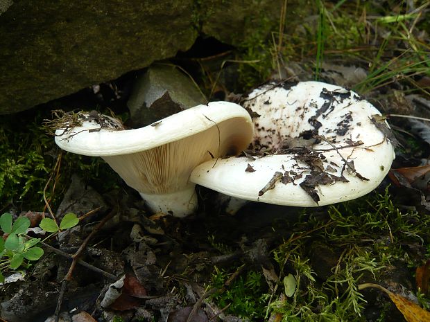 rýdzik osikový Lactarius controversus Pers.