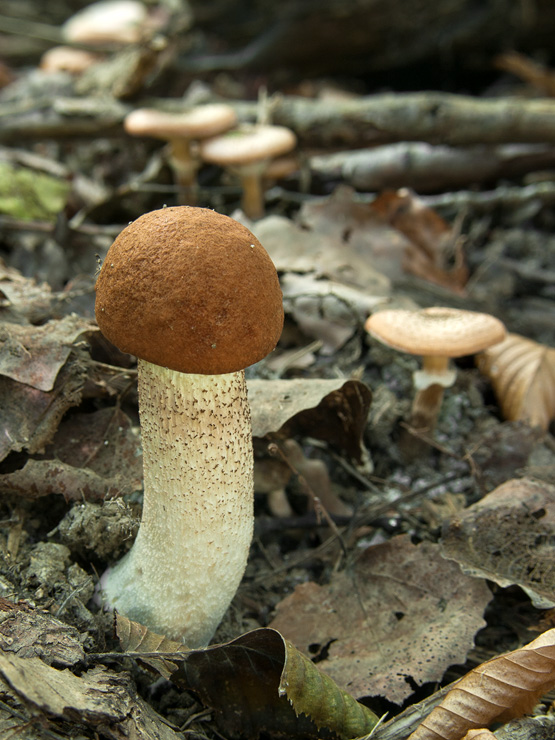 kozák osikový Leccinum albostipitatum den Bakker & Noordel.