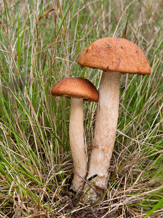 kozák osikový Leccinum albostipitatum den Bakker & Noordel.