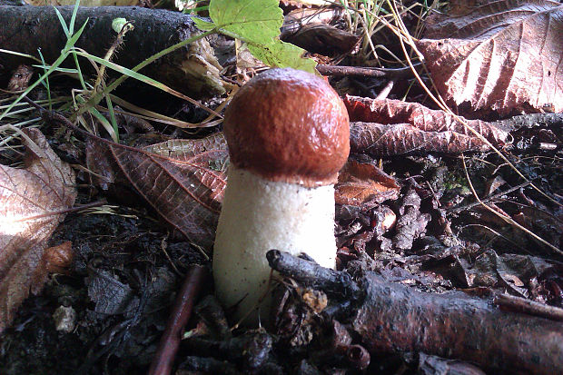 kozák osikový Leccinum albostipitatum den Bakker & Noordel.