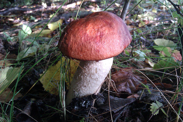 kozák osikový Leccinum albostipitatum den Bakker & Noordel.