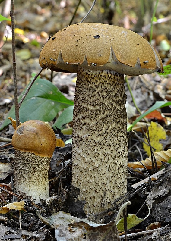 kozák osikový Leccinum albostipitatum den Bakker & Noordel.