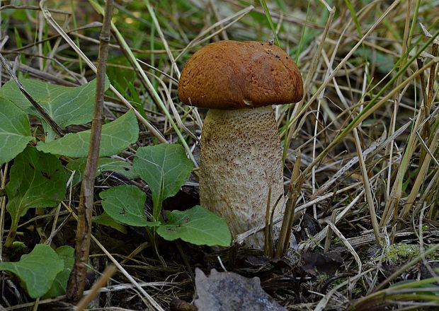 kozák osikový Leccinum albostipitatum den Bakker & Noordel.