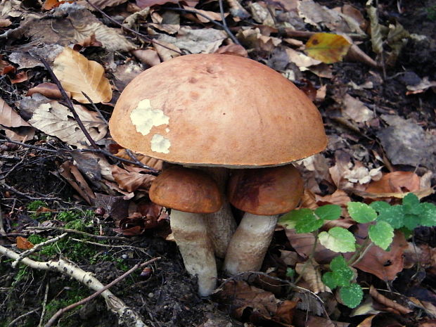 kozák dubový Leccinum aurantiacum (Bull.) Gray