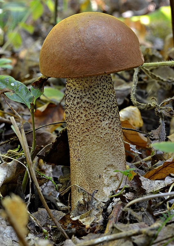 kozák dubový Leccinum aurantiacum (Bull.) Gray