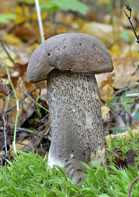 kozák topoľový Leccinum duriusculum (Schulzer ex Kalchbr.) Singer