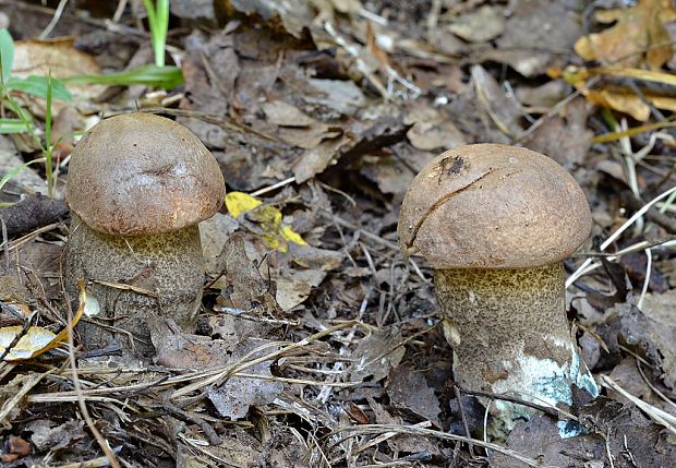 kozák topoľový Leccinum duriusculum (Schulzer ex Kalchbr.) Singer