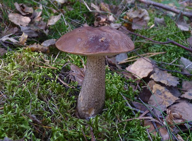 kozák Leccinum sp.