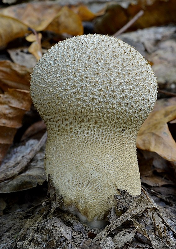 prášnica bradavičnatá Lycoperdon perlatum Pers.