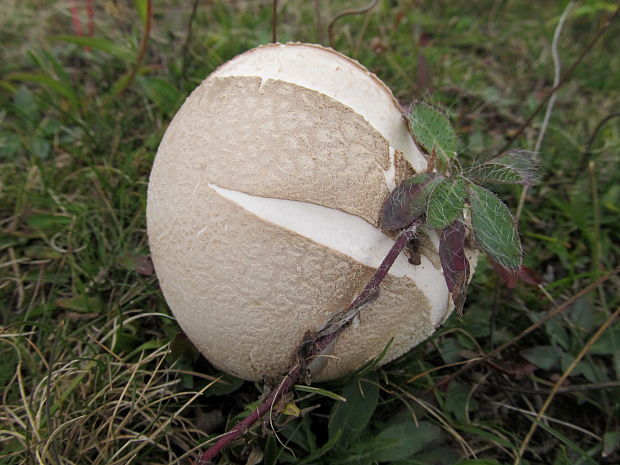 rozpadavec dlabaný Lycoperdon utriforme Bull.