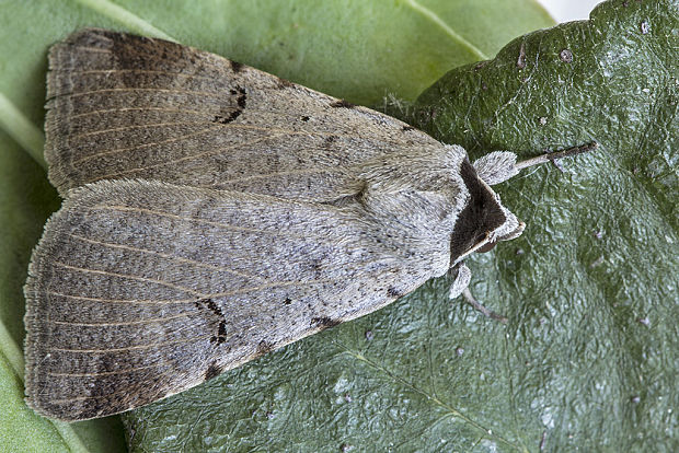 morica viková Lygephila craccae