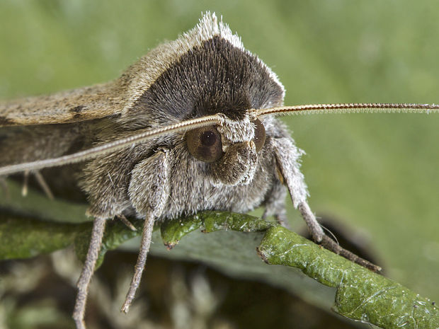 morica viková Lygephila craccae