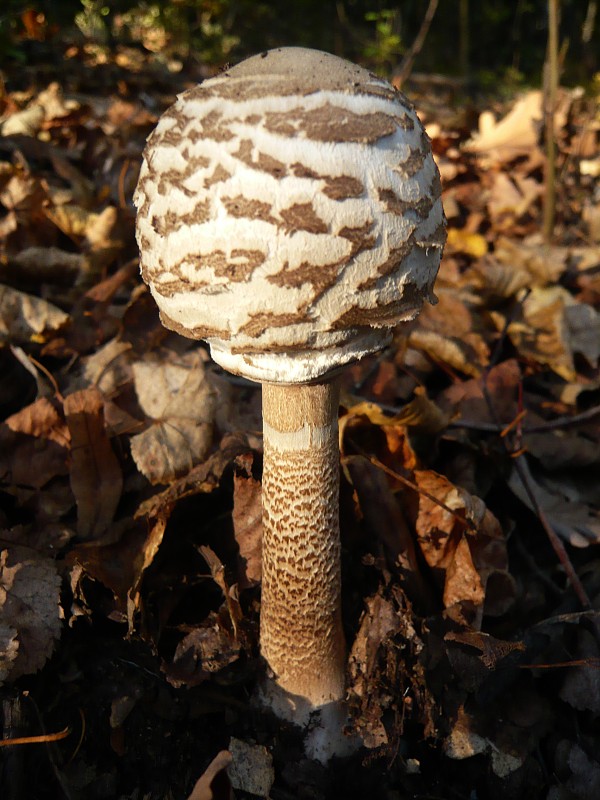 bedľa vysoká Macrolepiota procera (Scop.) Singer