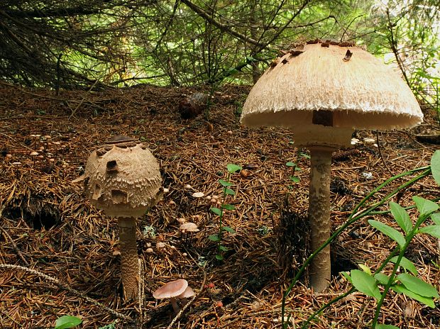 bedľa vysoká Macrolepiota procera (Scop.) Singer