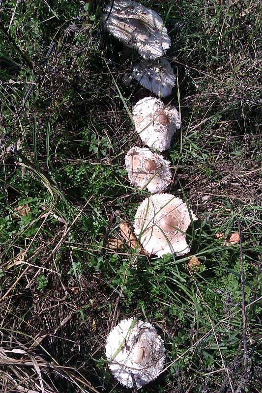 bedľa Macrolepiota sp.