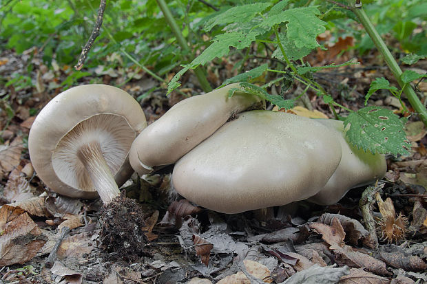 tmavuľka Melanoleuca sp.