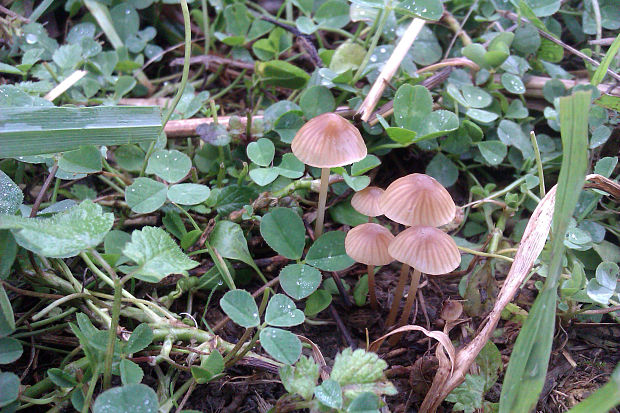 prilbička Mycena sp.