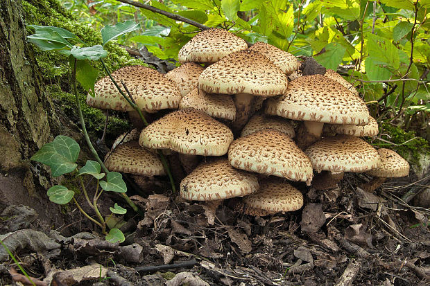 šupinovka šupinatá Pholiota squarrosa (Vahl) P. Kumm.