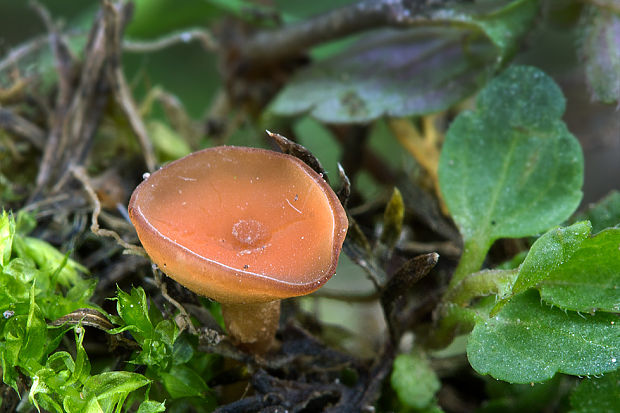 hľuznatka ďatelinová Sclerotinia trifoliorum Erikss.