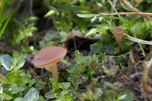 hľuznatka ďatelinová Sclerotinia trifoliorum Erikss.