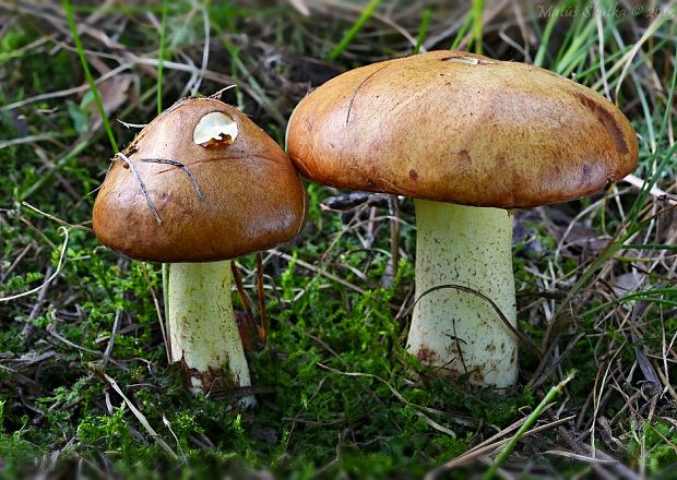 masliak zrnitý Suillus granulatus (L.) Roussel