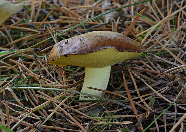 masliak zrnitý Suillus granulatus (L.) Roussel