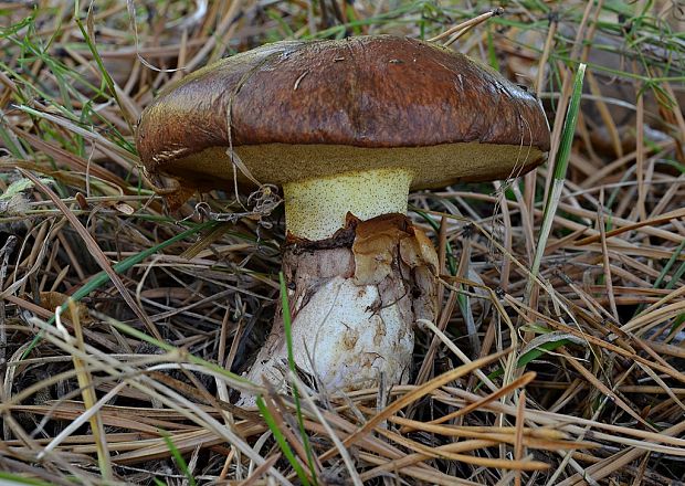 masliak obyčajný Suillus luteus (L.) Roussel