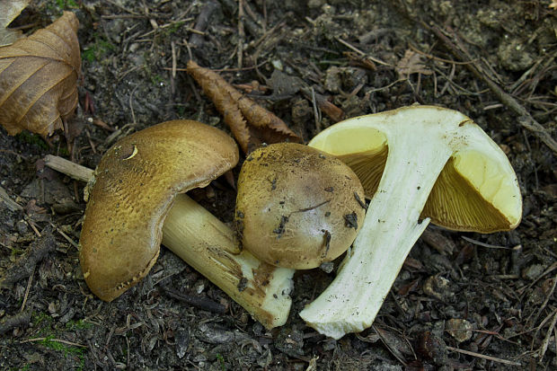 čírovka osiková Tricholoma frondosae Kalamees & Shchukin