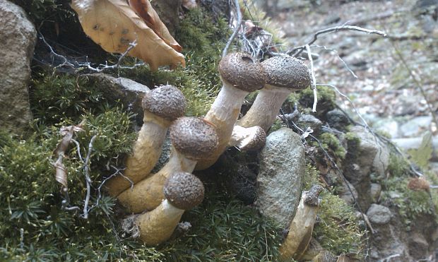 podpňovka obyčajná Armillaria mellea (Vahl) P. Kumm.