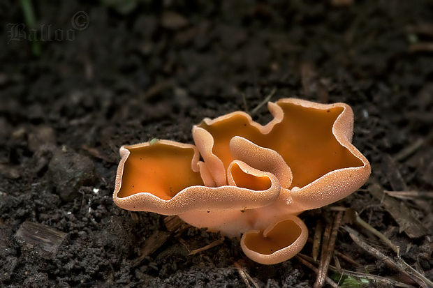 tanierovka oranžová Aleuria aurantia (Pers.) Fuckel